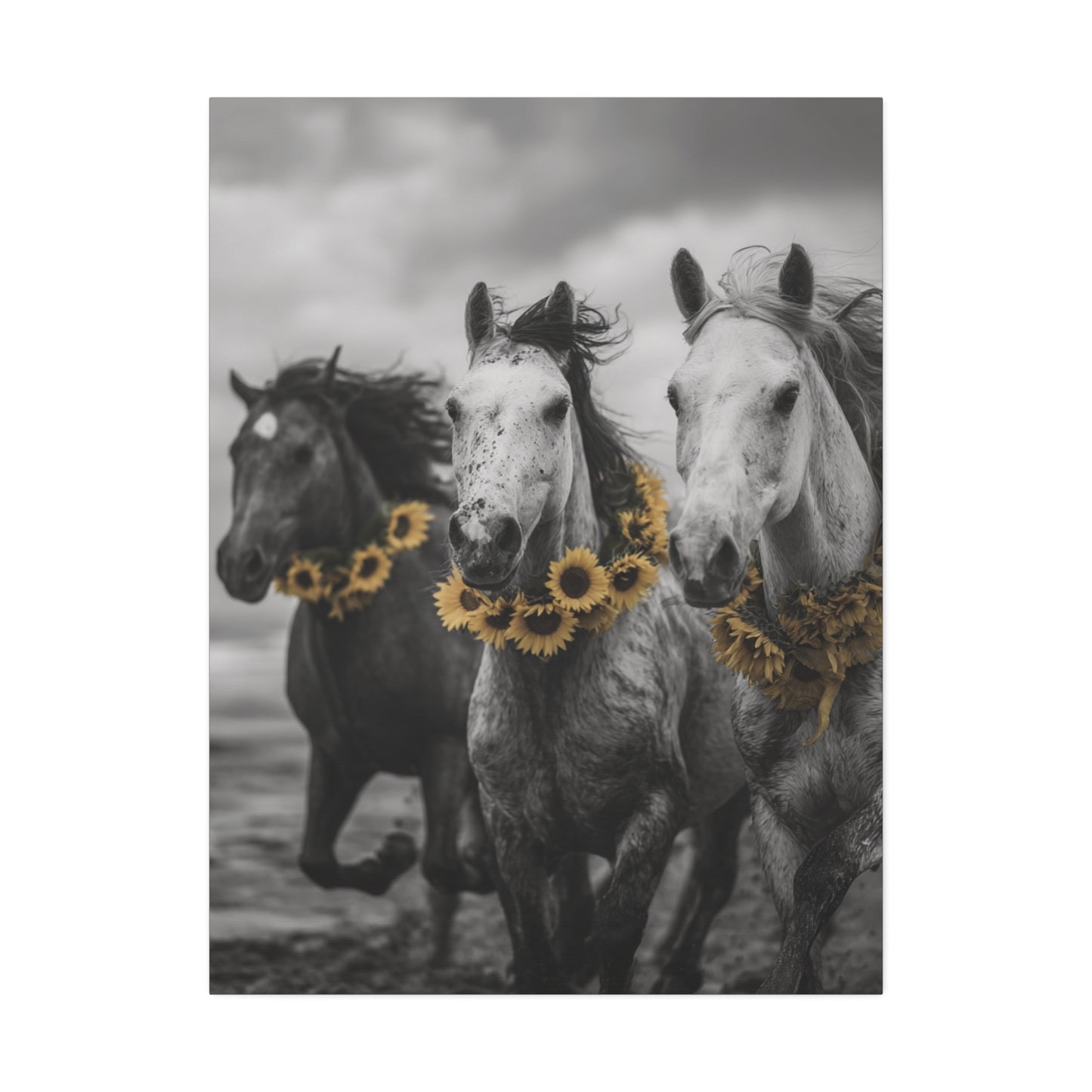 Sunflower Stallions – Black and White Wild Horse Canvas Art with Yellow Accents