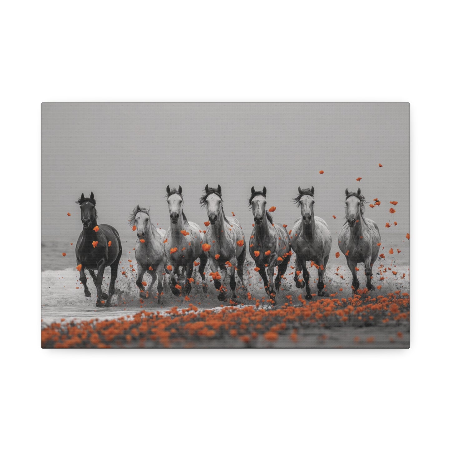 Run Wild, Poppy Heart – Black & White Horse Canvas Art