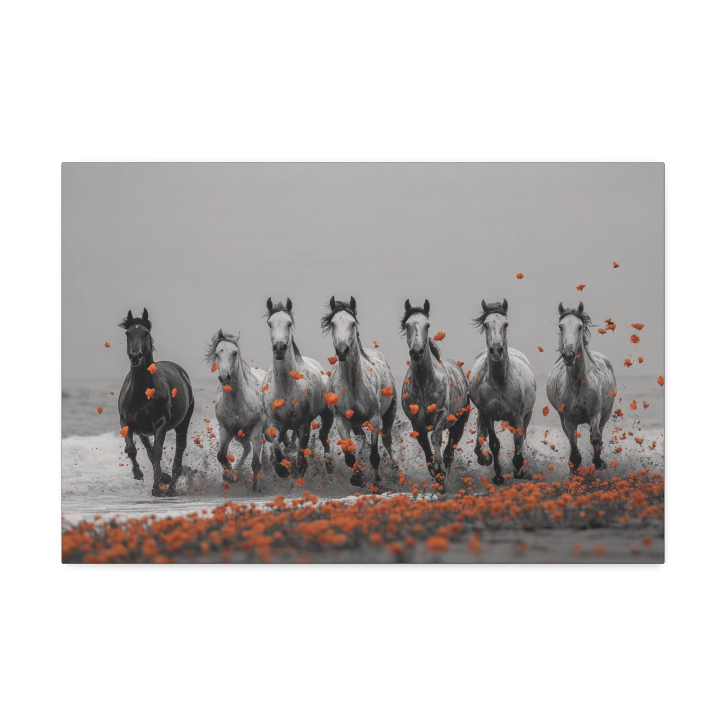 Run Wild, Poppy Heart – Black & White Horse Canvas Art