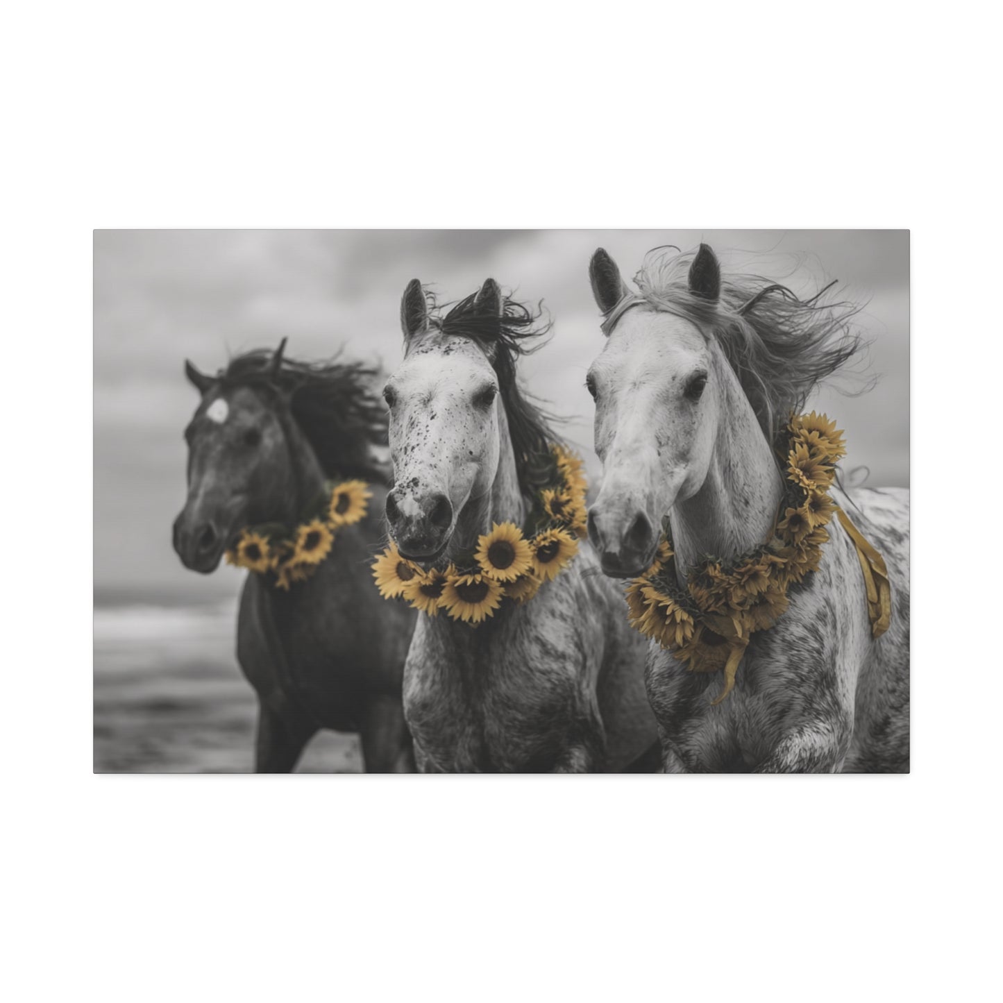 Sunflower Stallions – Black and White Wild Horse Canvas Art with Yellow Accents