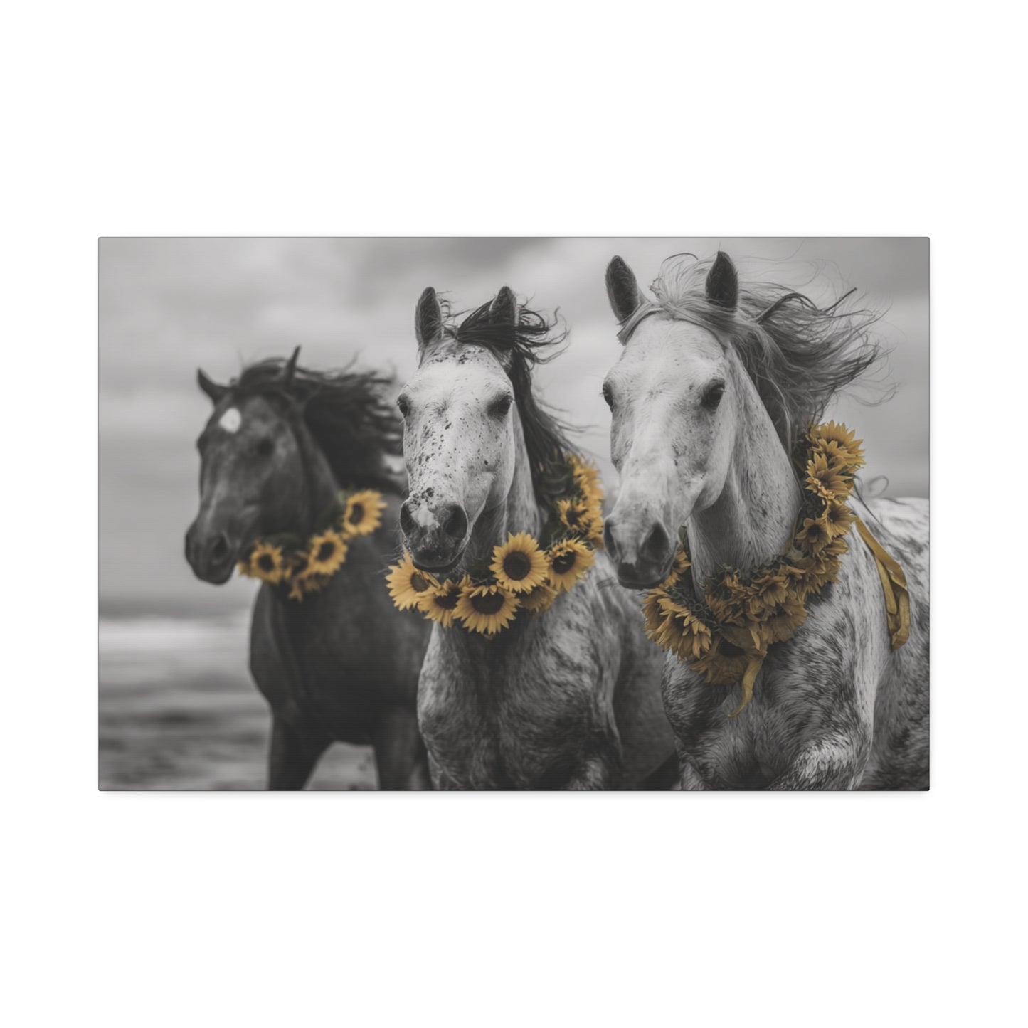 Sunflower Stallions – Black and White Wild Horse Canvas Art with Yellow Accents